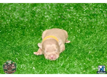 a pig wearing a yellow frisbee